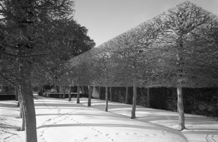 Hidcote Manor Gardens Chipping Campden the Stilt Garden under snow by Martin Charles RIBA Collectio