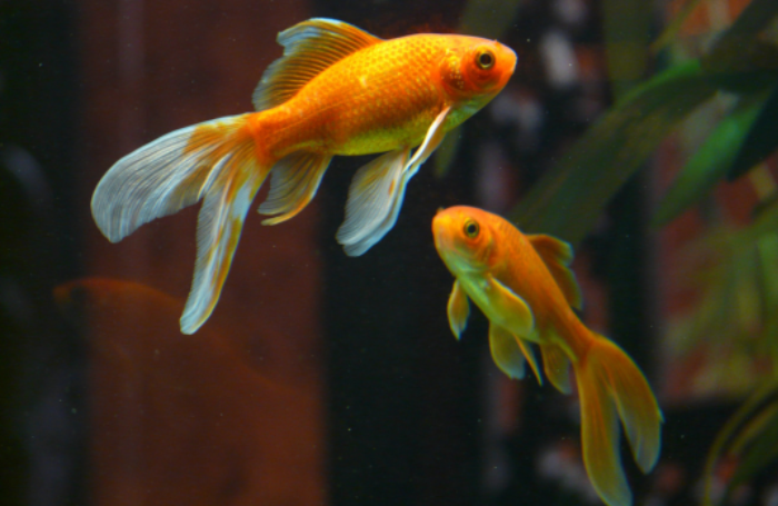 Two goldfish 700x455png